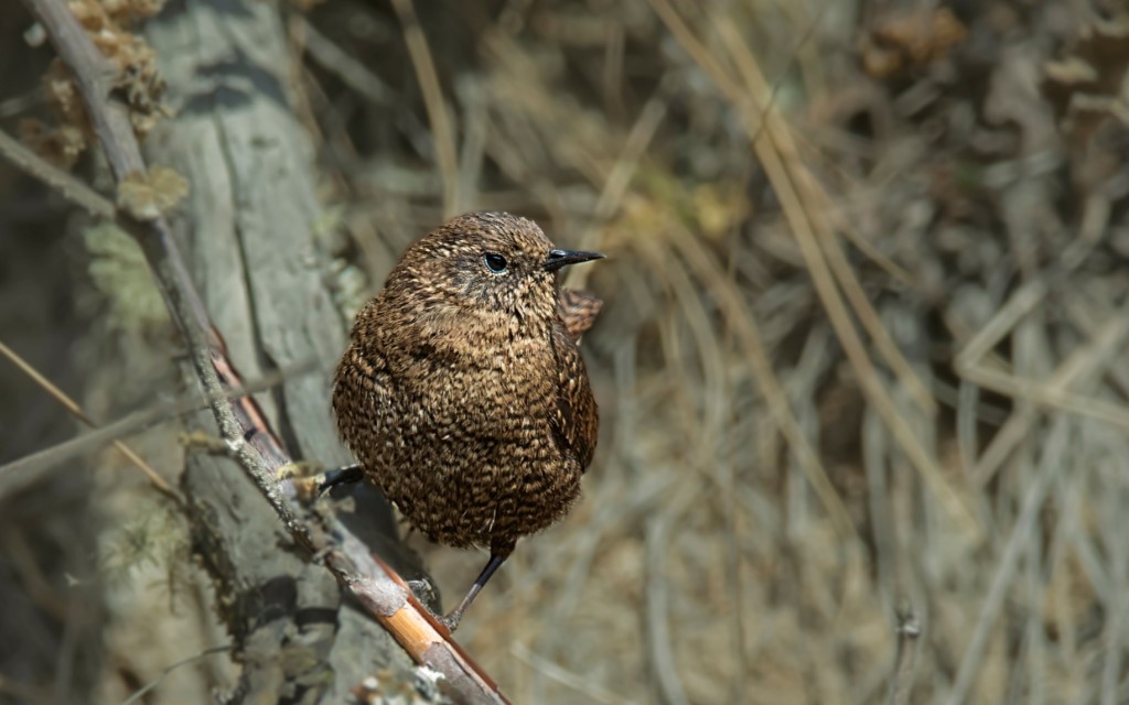 Perching Birds